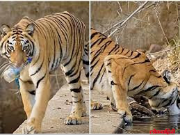 In Tadoba : वाघिणीच्या लघुपटाला इटलीत पुरस्कार