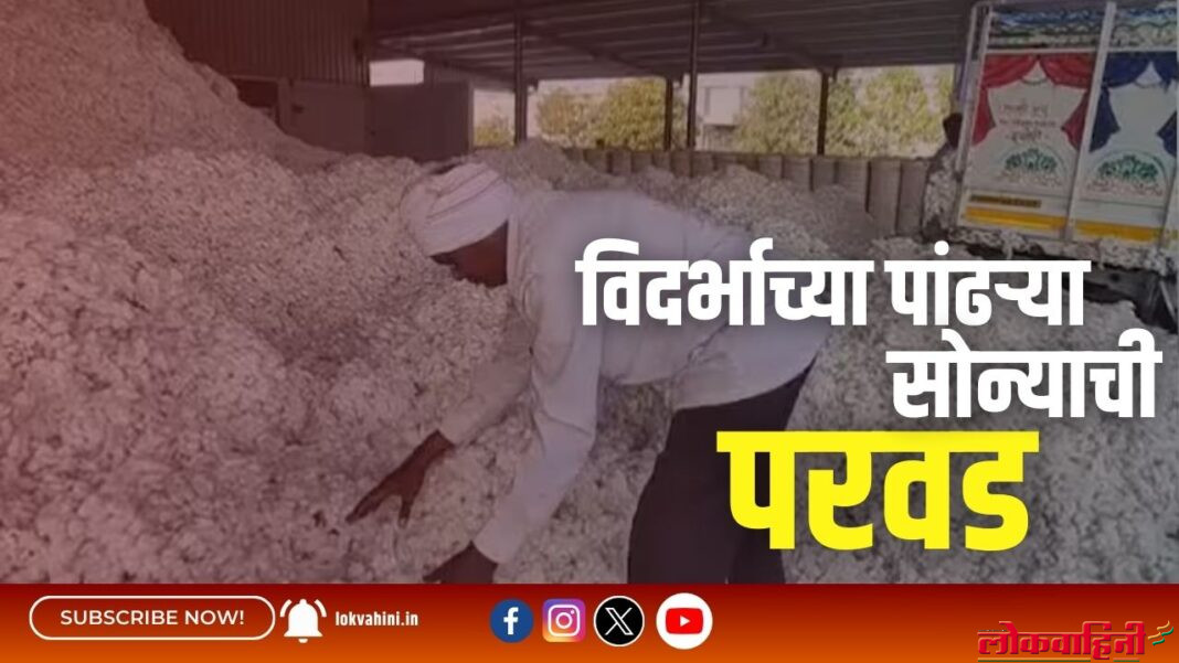 विदर्भाच्या पांढऱ्या सोन्याची परवड