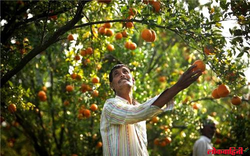 नागपूरचा संत्रा देशात फेमस, पण बागांवर कुऱ्हाड चालवण्याची वेळ