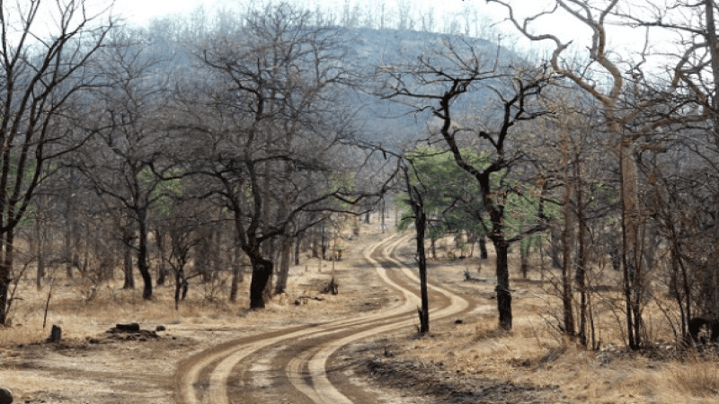 टिपेश्वर अभयारण्यात वाघ नाही, तर ‘रानगव्या’चा गवगवा