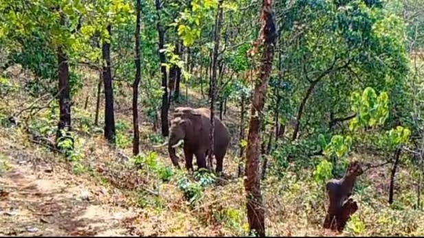 ओंकार हत्तीला पकडण्याचा निर्णय लांबणीवर.....